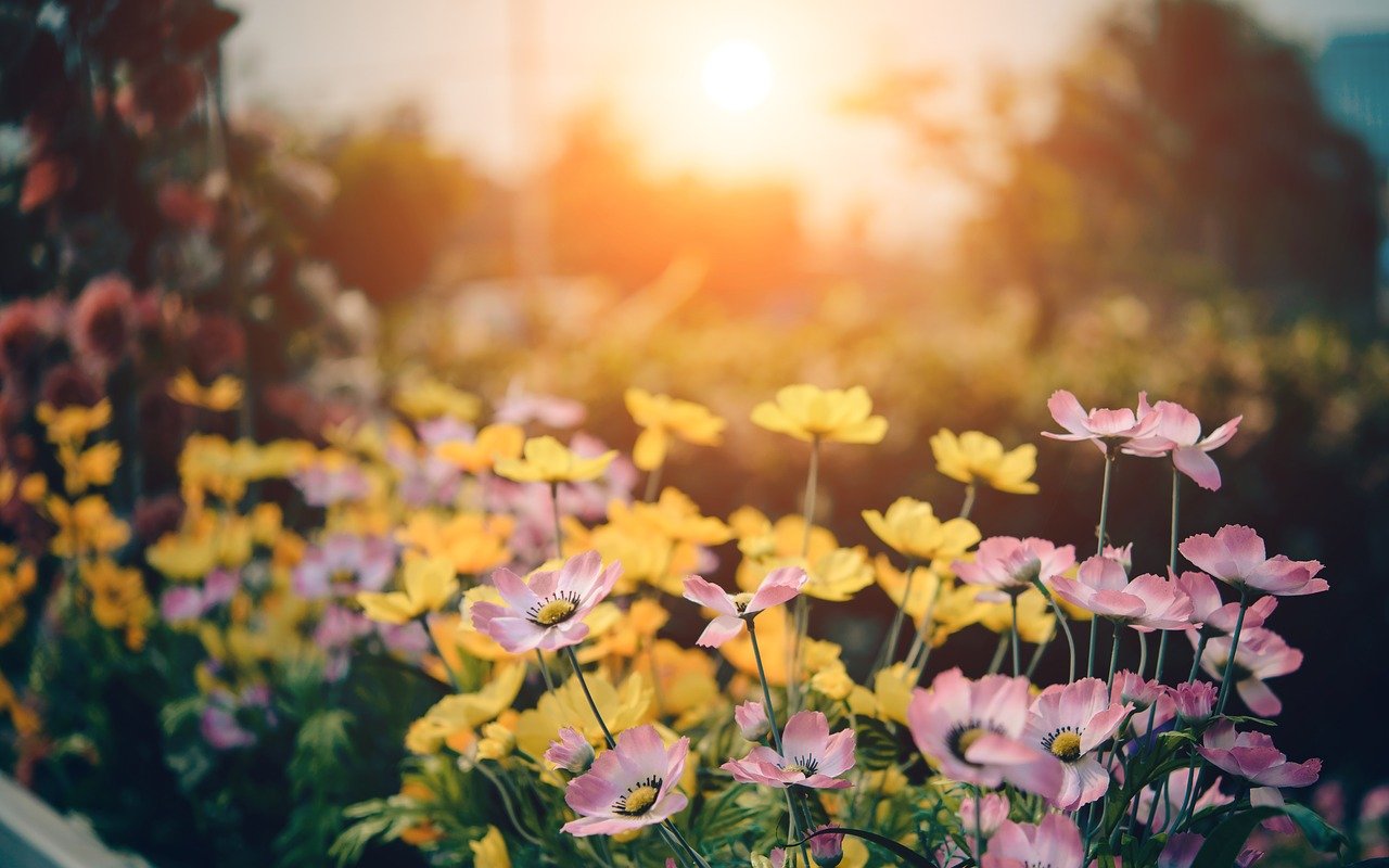 Blühende Sommerwiese im warmen Sonnenlicht