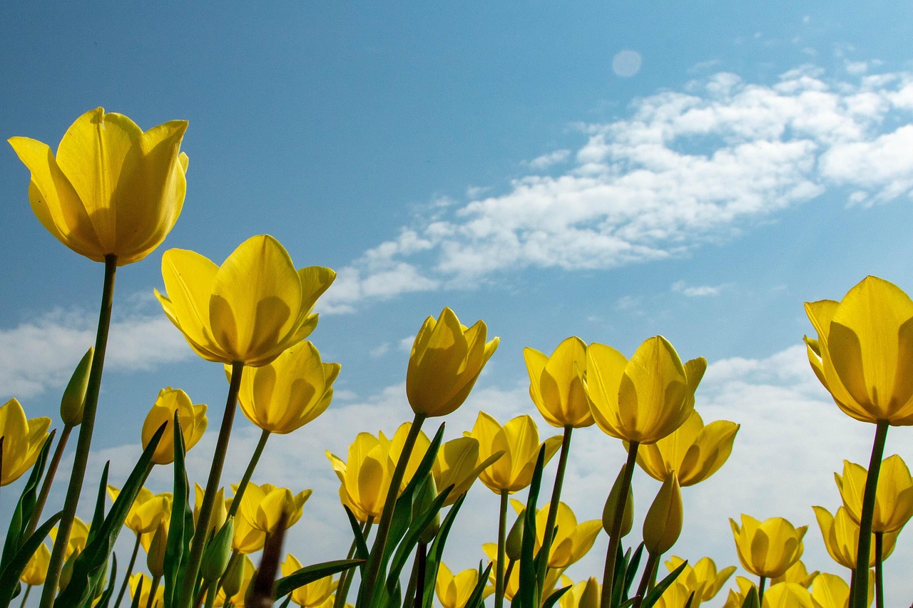 Gelbe Tulpen vor blauem Frühlingshimmel